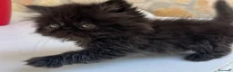 Persiano gatti in vendita: Cuccioli di persiano  - Annuncio 3