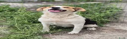 Meticcio cani in regalo: Nella  - Annuncio 3