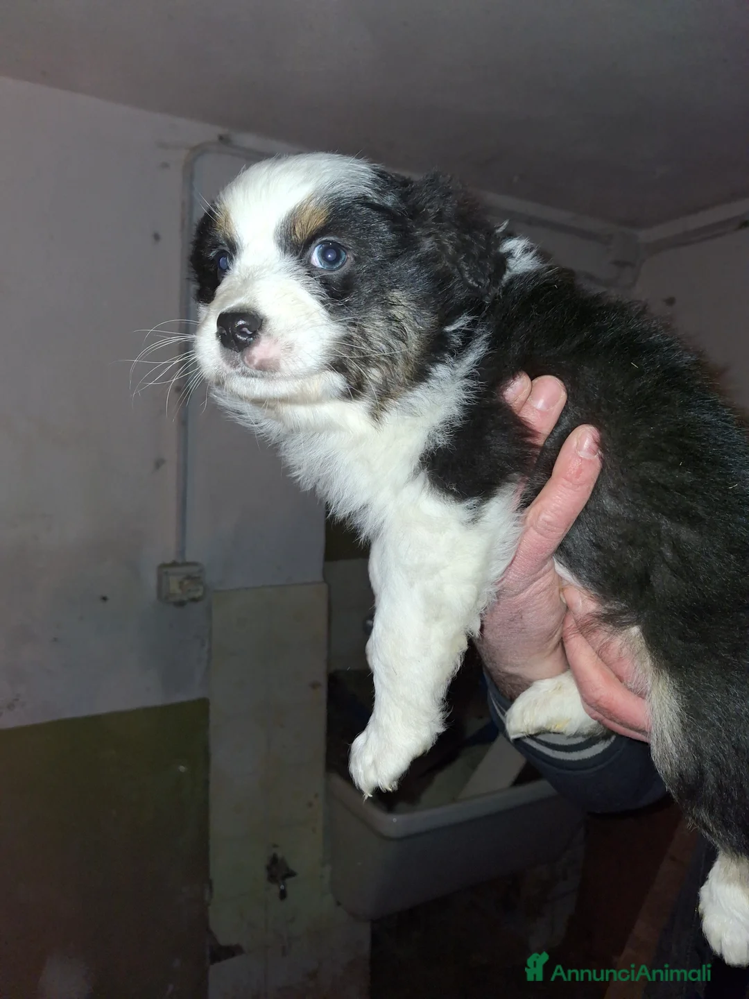 Australian Shepherd cani in vendita: Cedesi cuccioli di australian shepard  - Annuncio 3