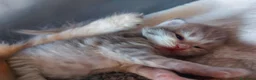 Siberiano gatti in vendita: Cuccioli di gatto Siberiano Certificati  - Annuncio 13