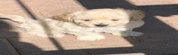 Maltipoo cani in vendita: Cucciolo Maltipoo a Città Metropolitana di Bologna - Annuncio 3