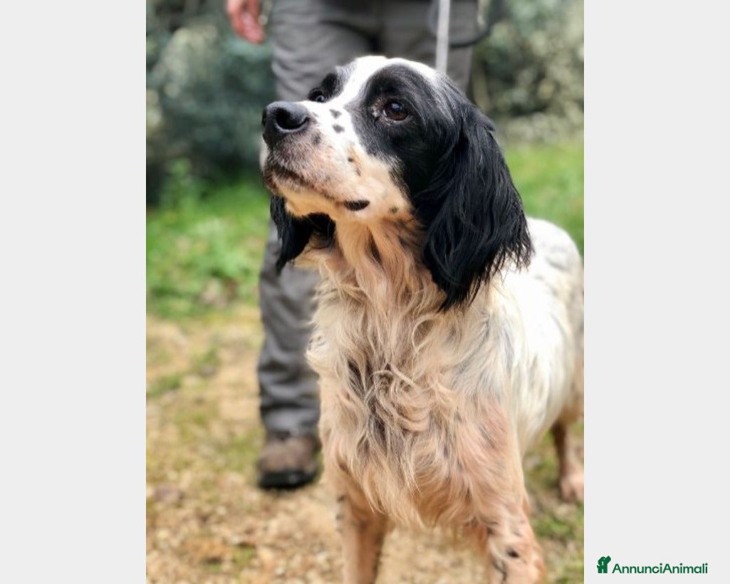 Meticcio cani Setterino adulto in 1canile sperduto URGE LAZIO a Milano - Annuncio 9