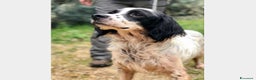 Meticcio cani in regalo: Setterino adulto in 1canile sperduto URGE LAZIO a Milano - Annuncio 1