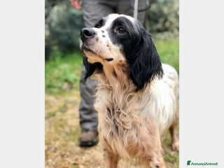 Meticcio cani Setterino adulto in 1canile sperduto URGE LAZIO a Milano - Annuncio 40