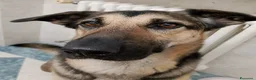 Meticcio cani in regalo: Simil pastore tedesco - Annuncio 4