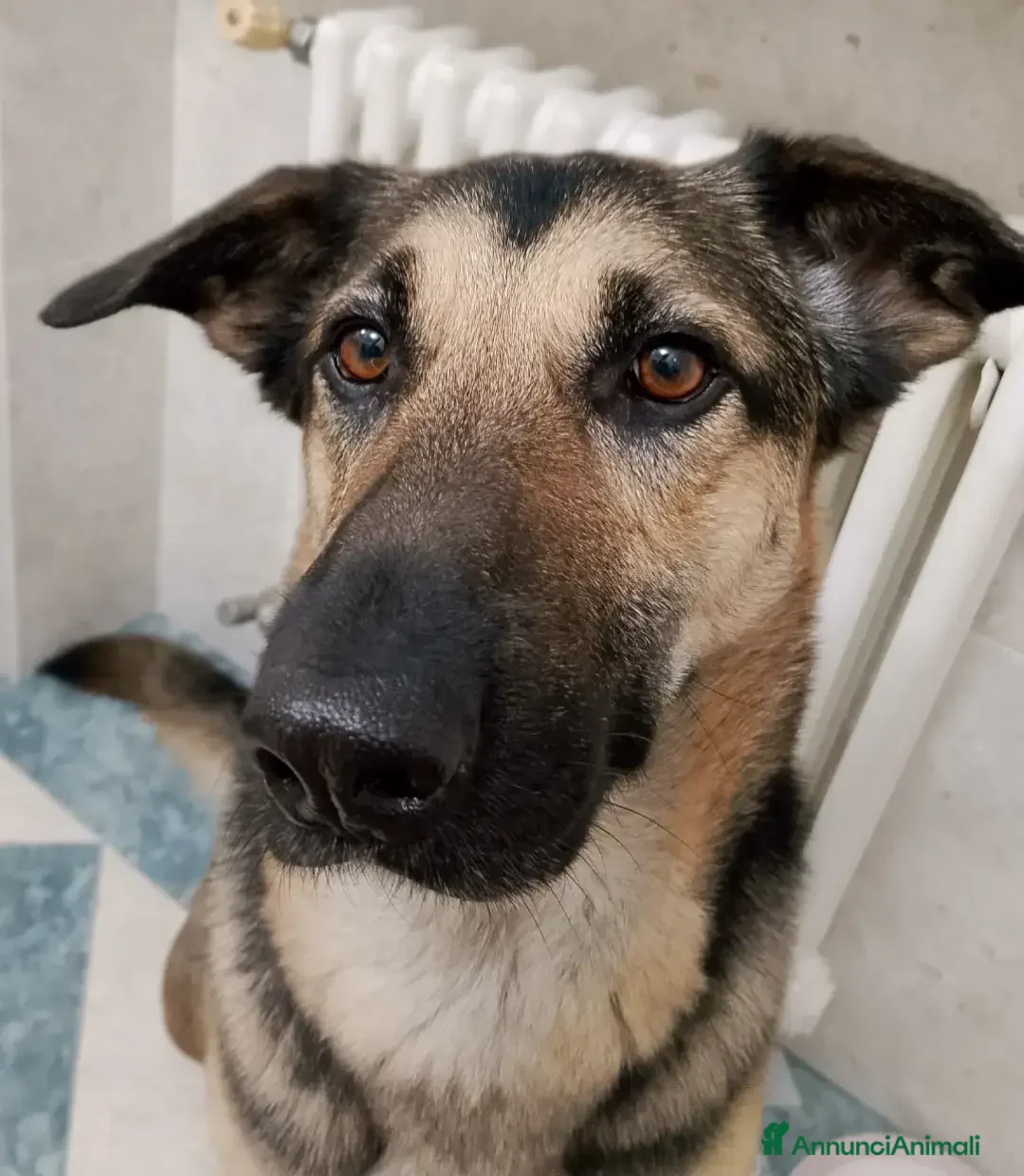 Meticcio cani in regalo: Simil pastore tedesco - Annuncio 4