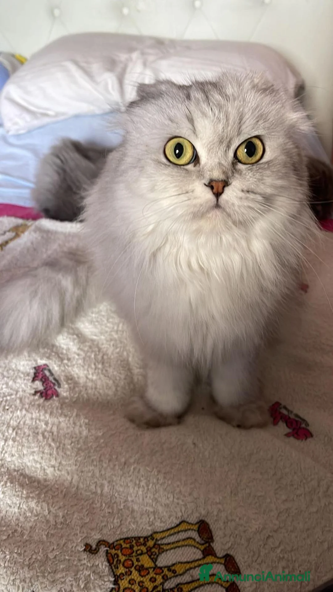 Scottish gatti in vendita: Scottish fold e straight  - Annuncio 2