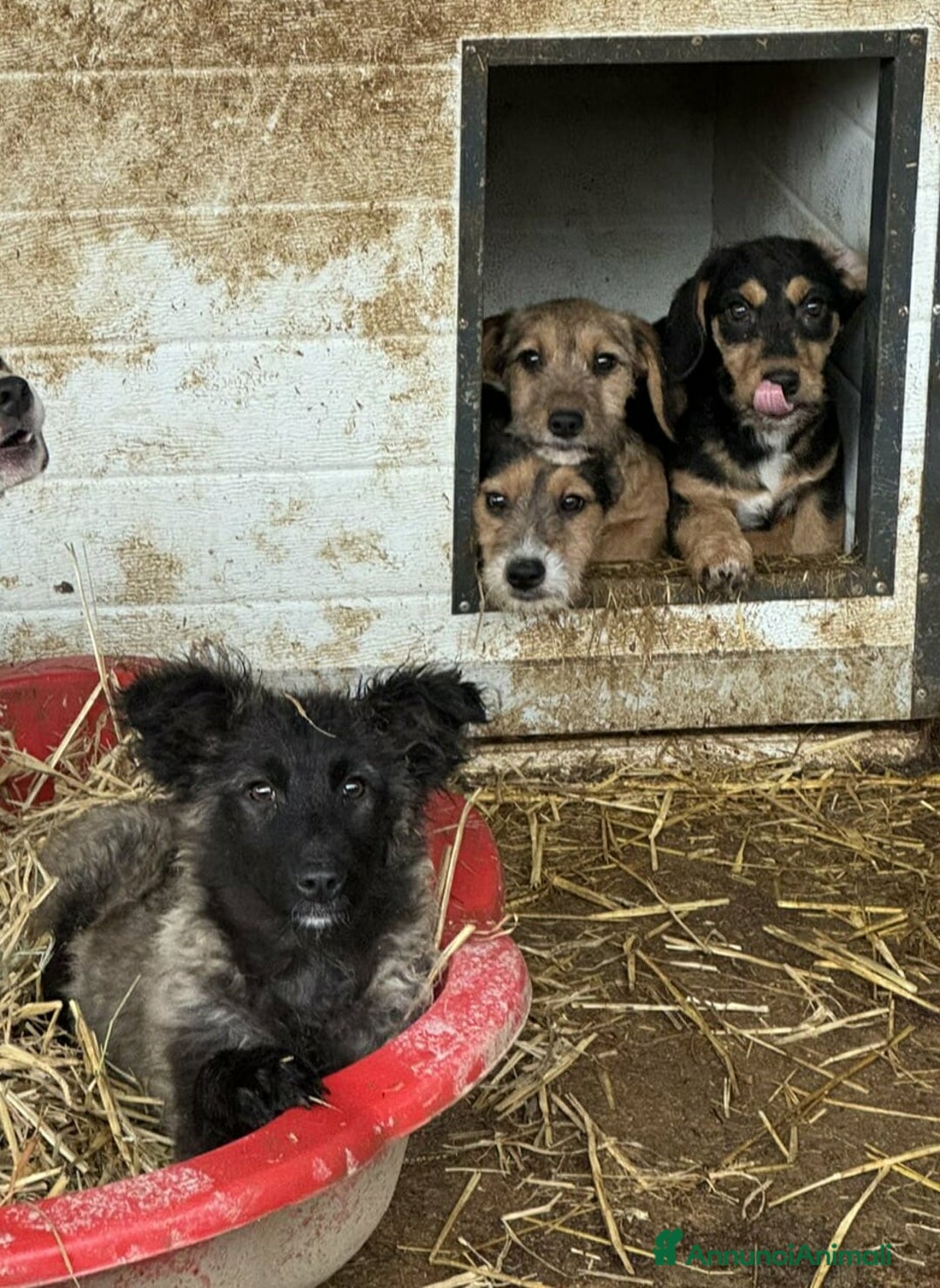 Meticcio cani in regalo: OMBRA, bellissima orsetta in nero! - Annuncio 5