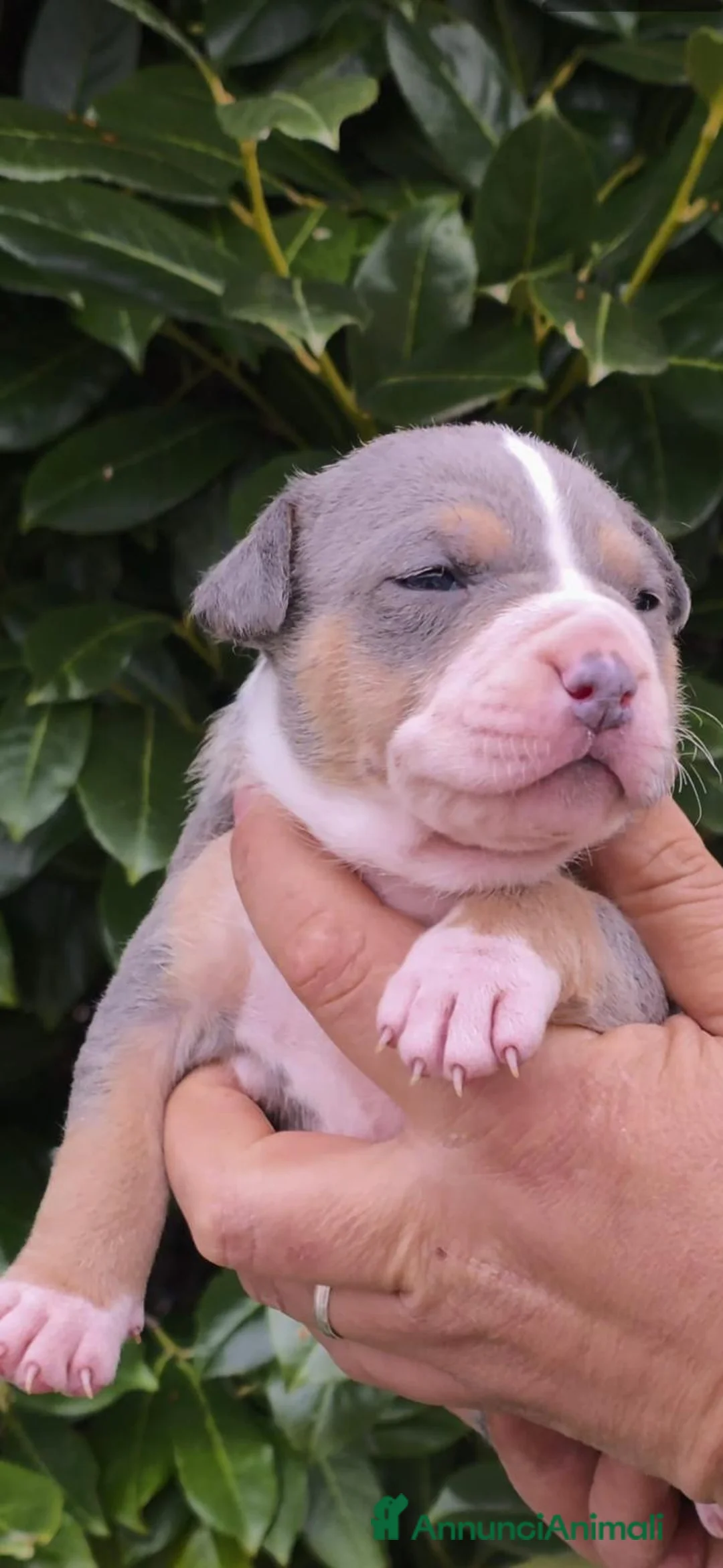 Pitbull cani in vendita: Cuccioli di American Pitbull Terrier - Annuncio 1
