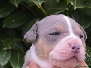 Pitbull cani Cuccioli di American Pitbull Terrier - Annuncio 1