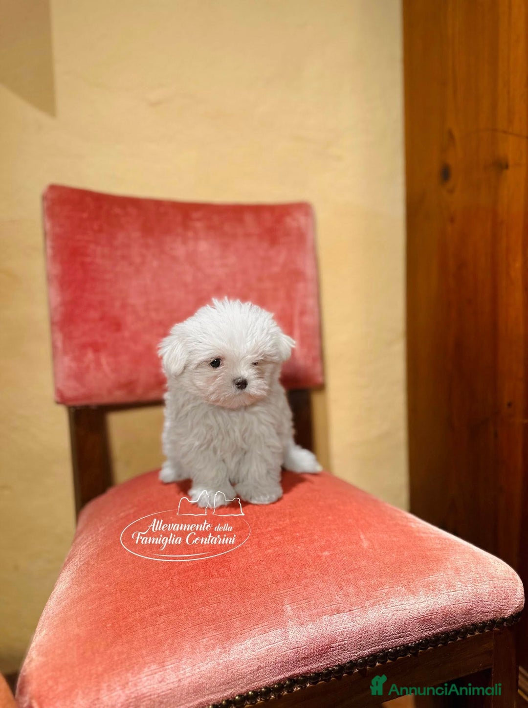Maltese cani in vendita: MALTESI CUCCIOLI CON PEDIGREE ENCI - Annuncio 2