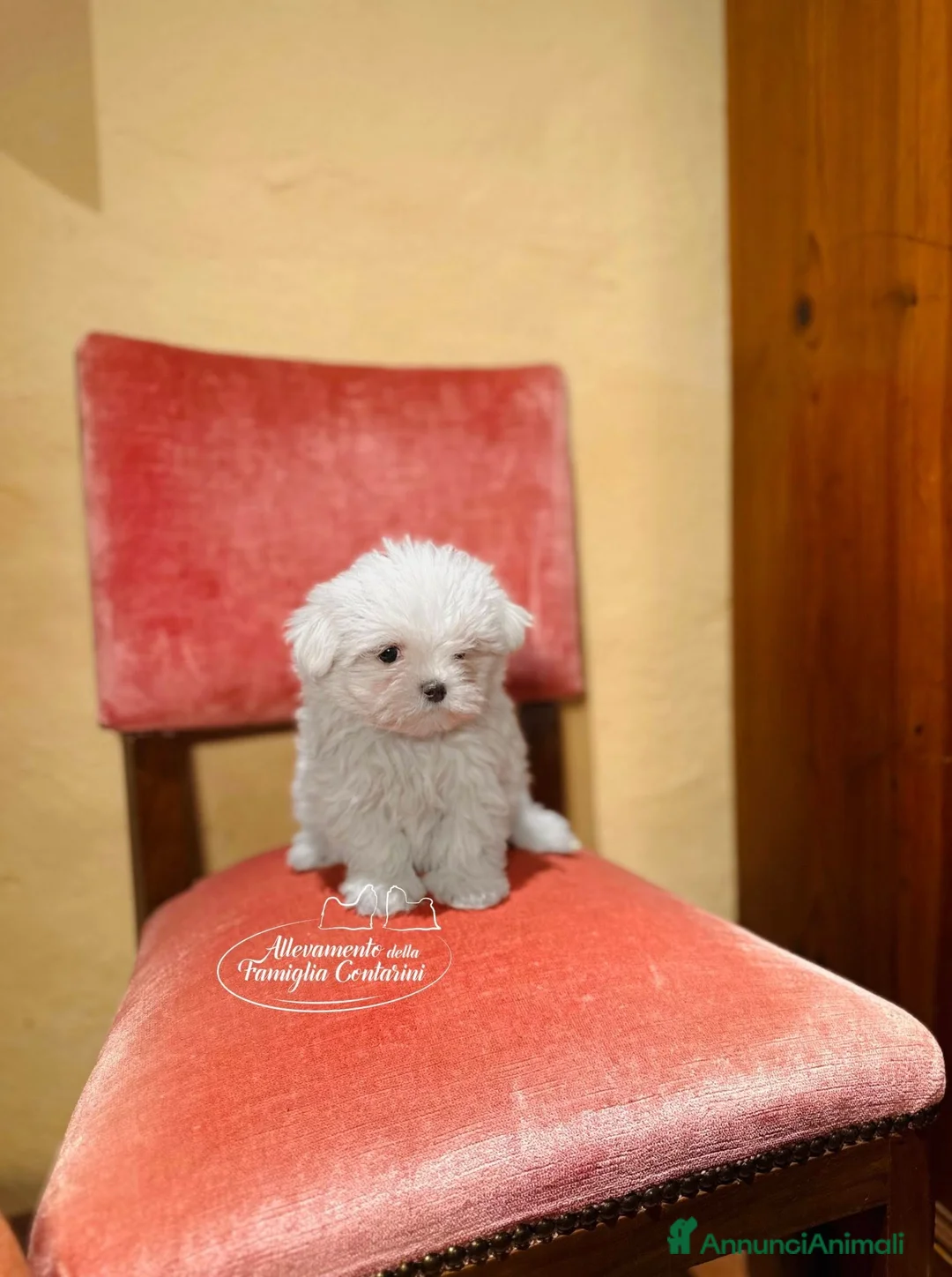 Maltese cani in vendita: MALTESI CUCCIOLI CON PEDIGREE ENCI - Annuncio 2