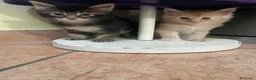 Maine Coon gatti in vendita: MAINE COON SHADED PREGIATI cuccioli  - Annuncio 8
