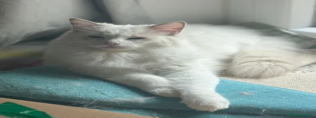 Casper