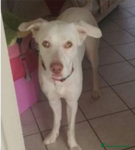 Meticcio cani Akira 2/3anni occhi ambra splendida NAPOLI - Annuncio 27