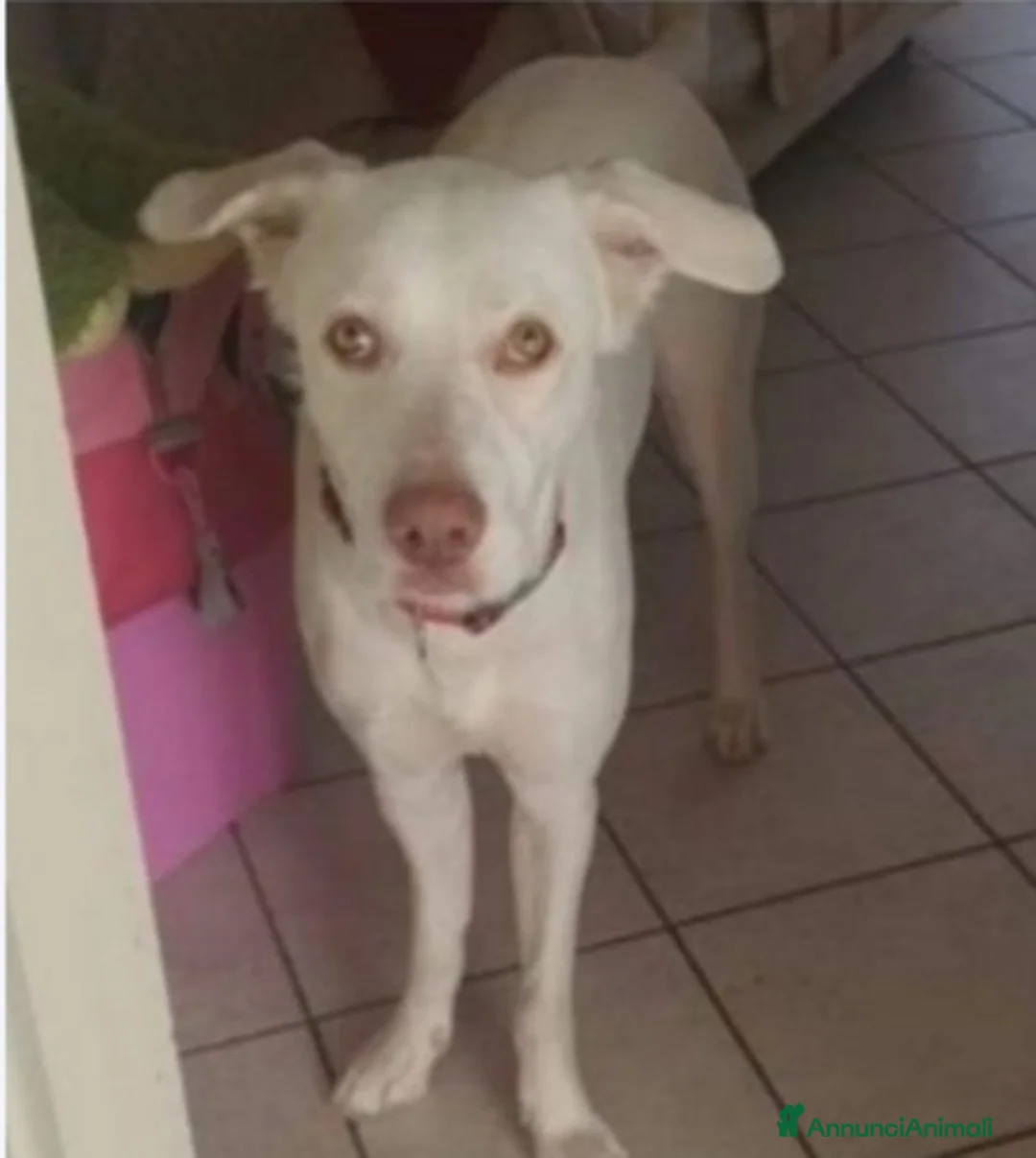 Meticcio cani in regalo: Akira 2/3anni occhi ambra splendida NAPOLI a Città Metropolitana di Milano - Annuncio 1
