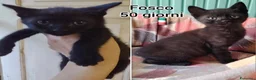 Meticcio gatti in regalo: TANTI MICINI SOLI! a Provincia di Vicenza - Annuncio 6