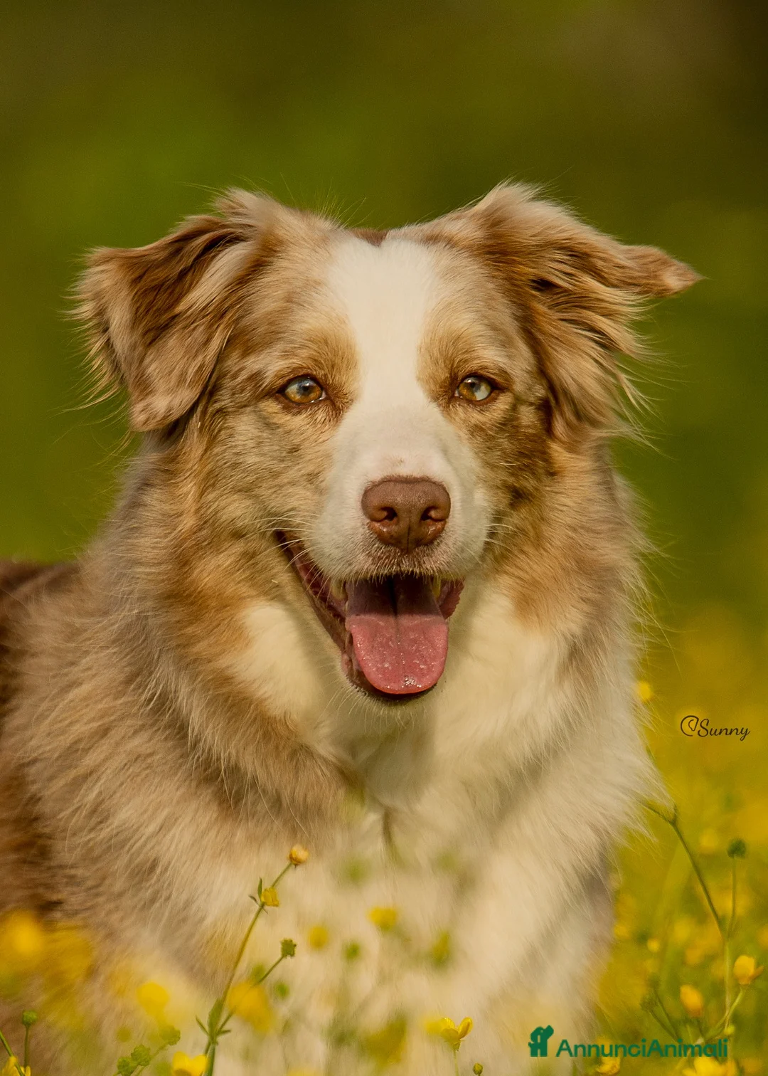 Border Collie cani in vendita: cuccioli border collie con pedigree - Annuncio 1