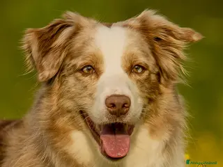 Border Collie cani cuccioli border collie con pedigree - Annuncio 1