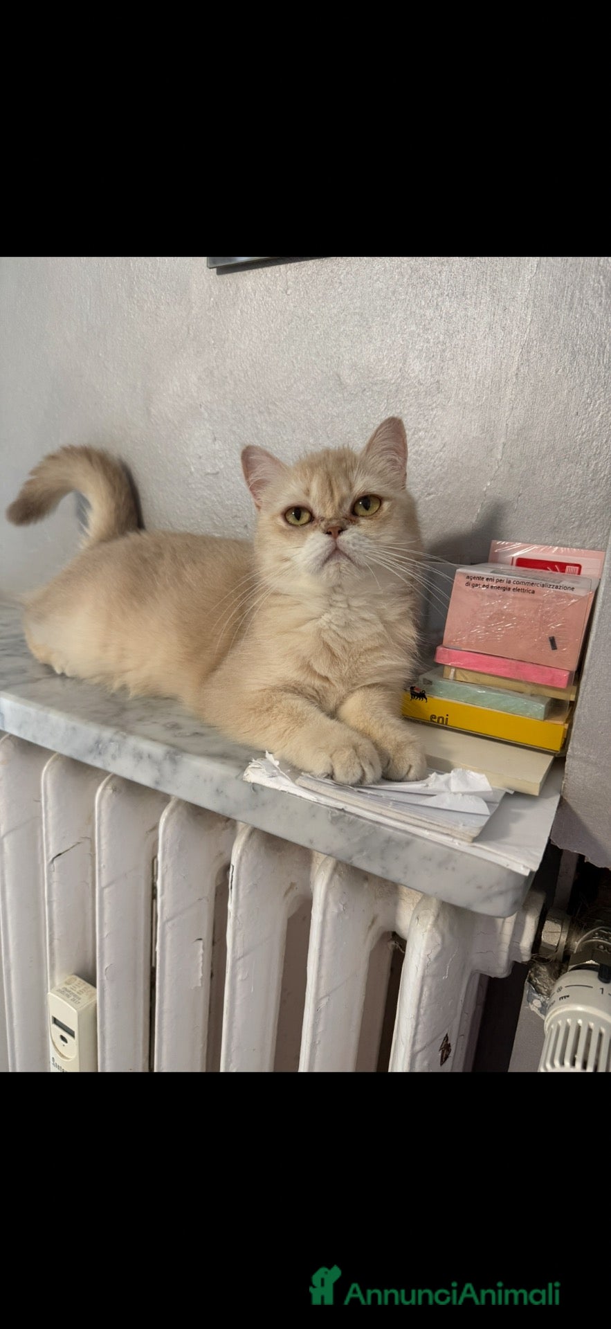 British gatti British Golden femmina  - Annuncio 10