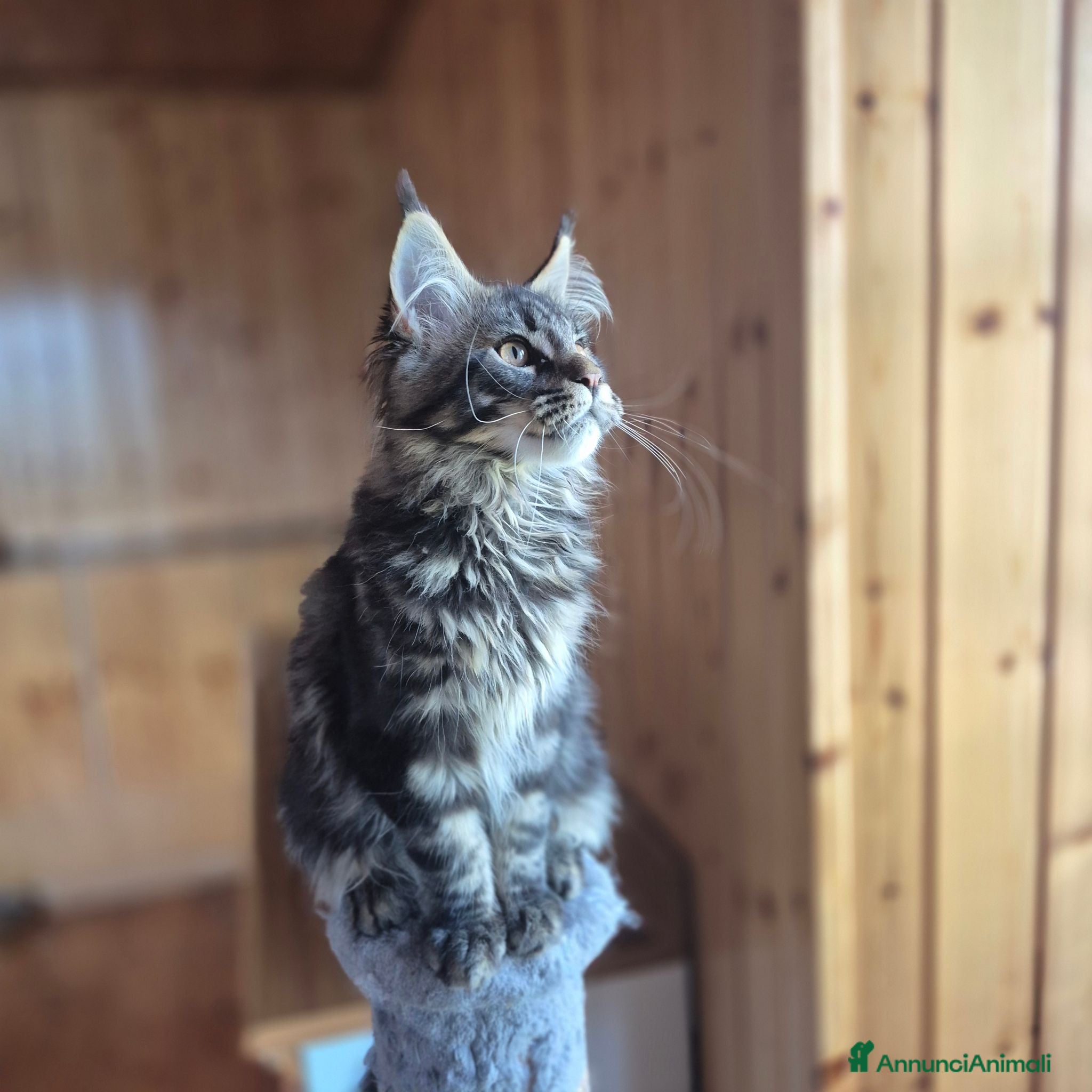 Maine Coon gatti Maincoons cuccioli - Annuncio 2