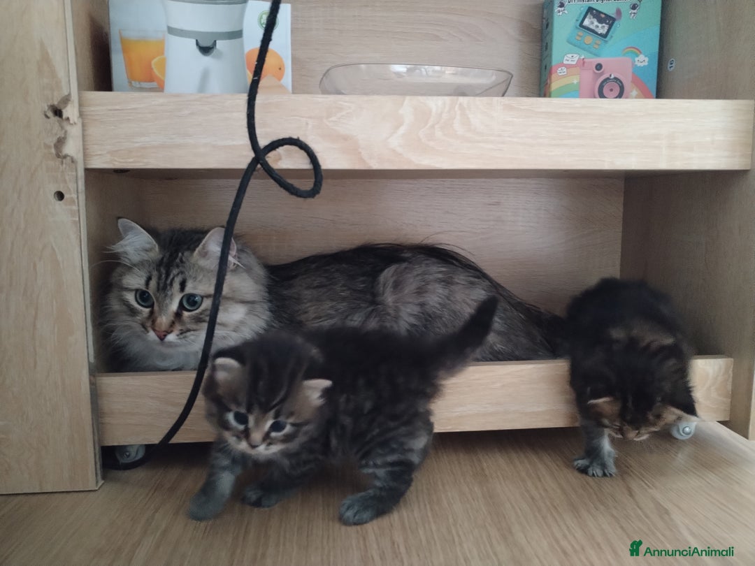 Siberiano gatti in vendita: SIBERIANI GATTINI IPOALLERGENICI  a Provincia di Brescia - Immagine 4