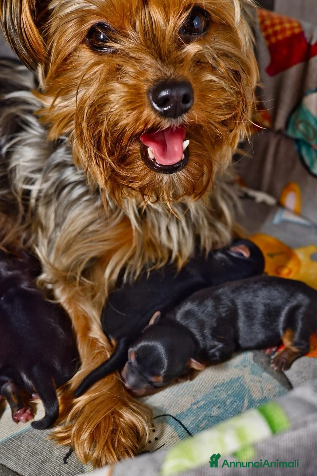 Yorkshire cani in vendita: Yorkshire  - Annuncio 3