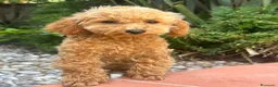 Barboncino Toy cani in vendita: Barboncine Toy rosso/fulvo - Annuncio 6