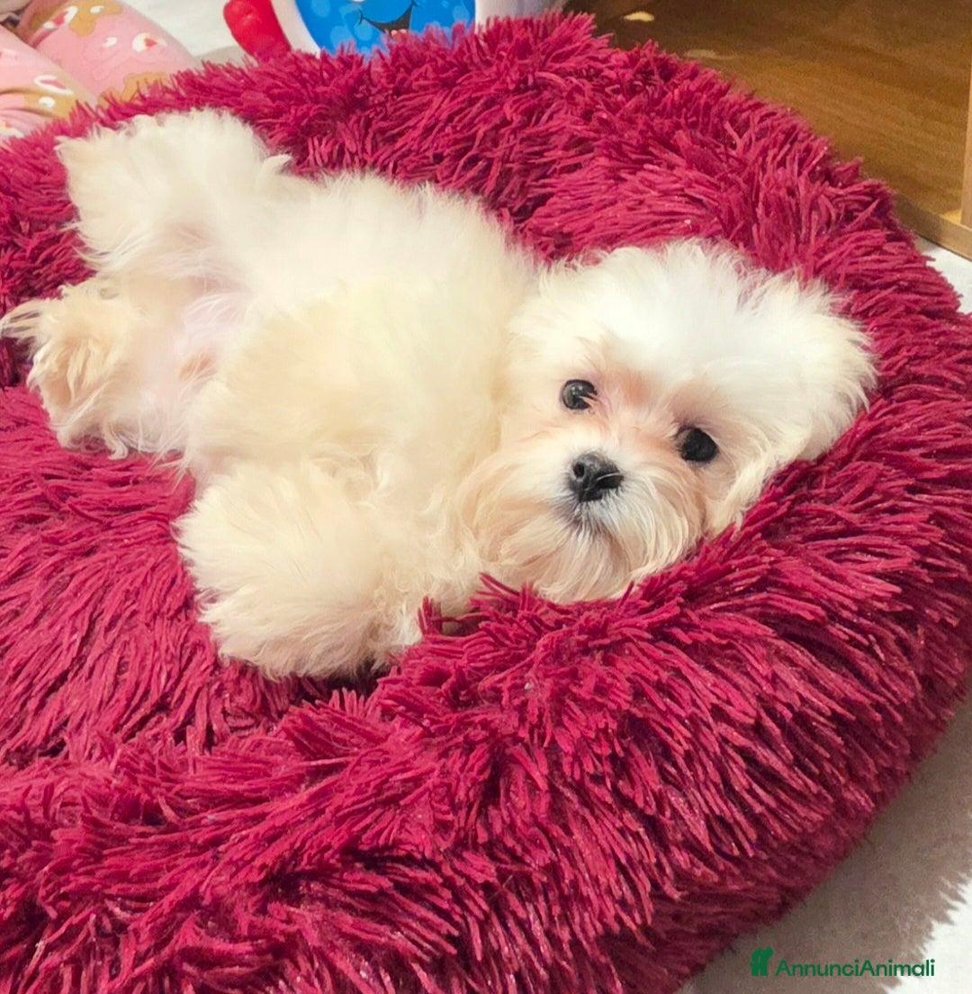 Meticcio cani in vendita: Maltipoo  - Annuncio 10