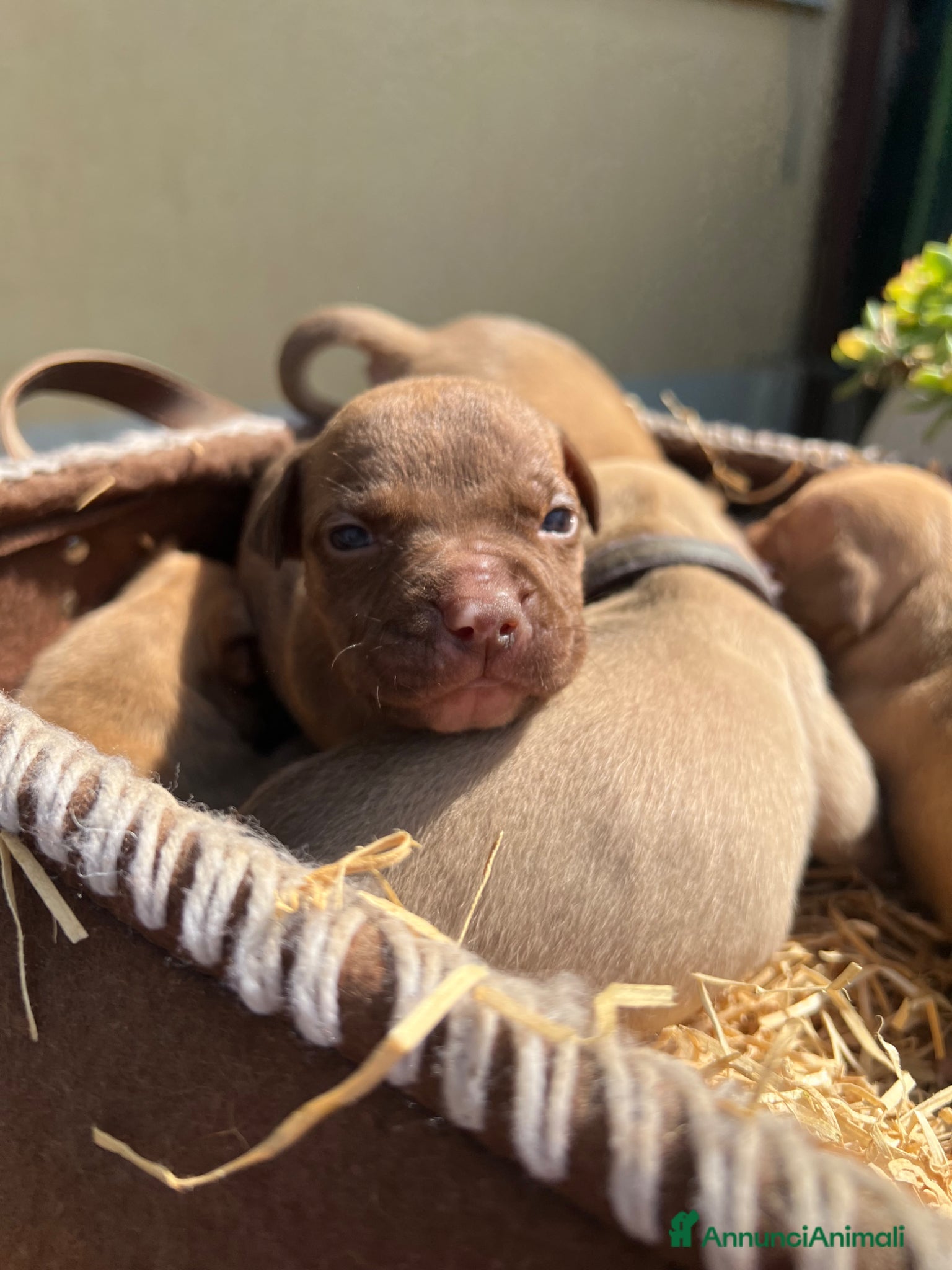Pitbull cani in vendita: Ultime femmine Pitbull ukc  - Annuncio 15
