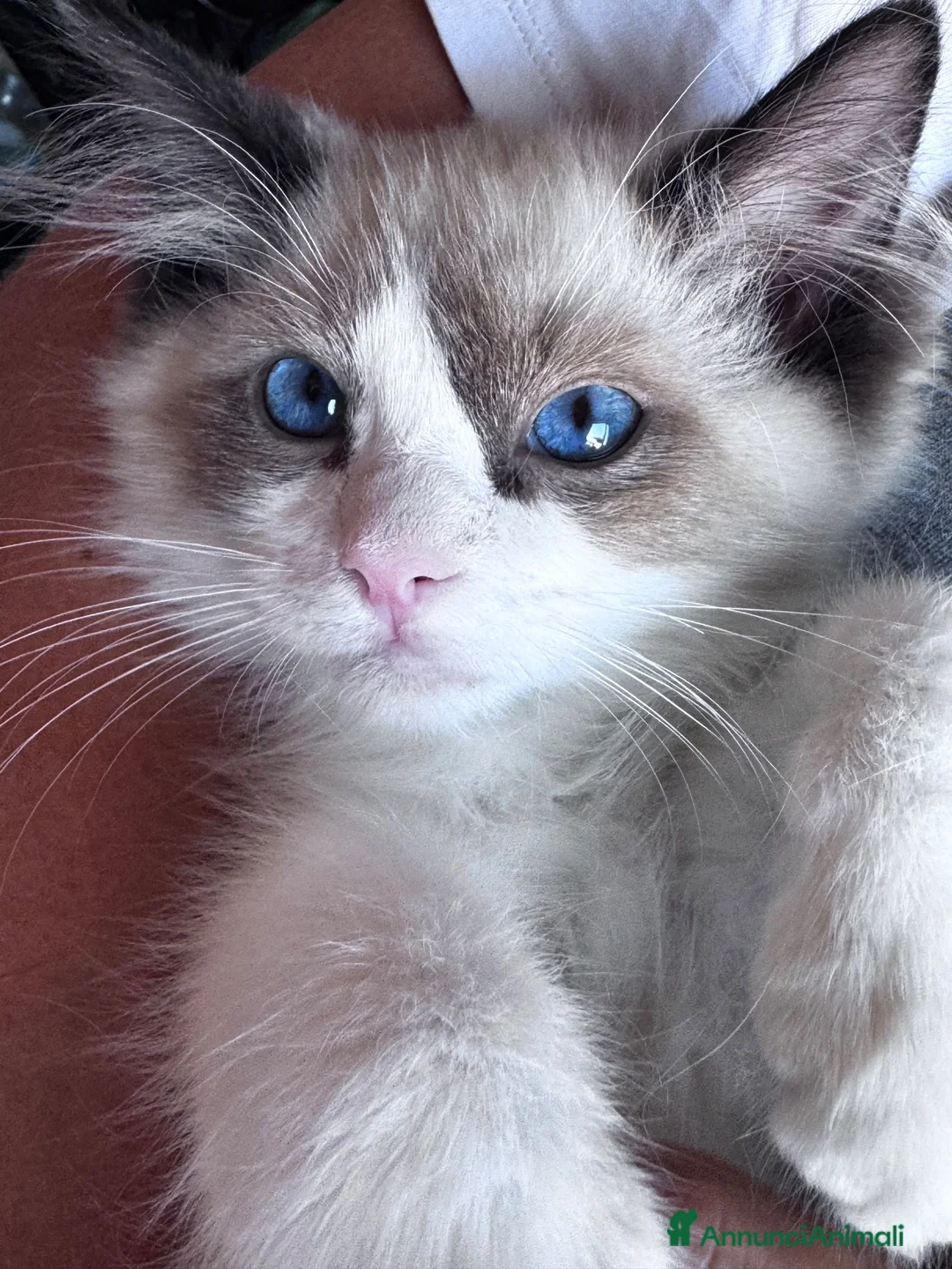 Ragdoll gatti in vendita: Ragdoll - Annuncio 6