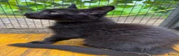 Maine Coon gatti in vendita: Cucciolo black smoke di maine coon (Tequila) - Annuncio 21
