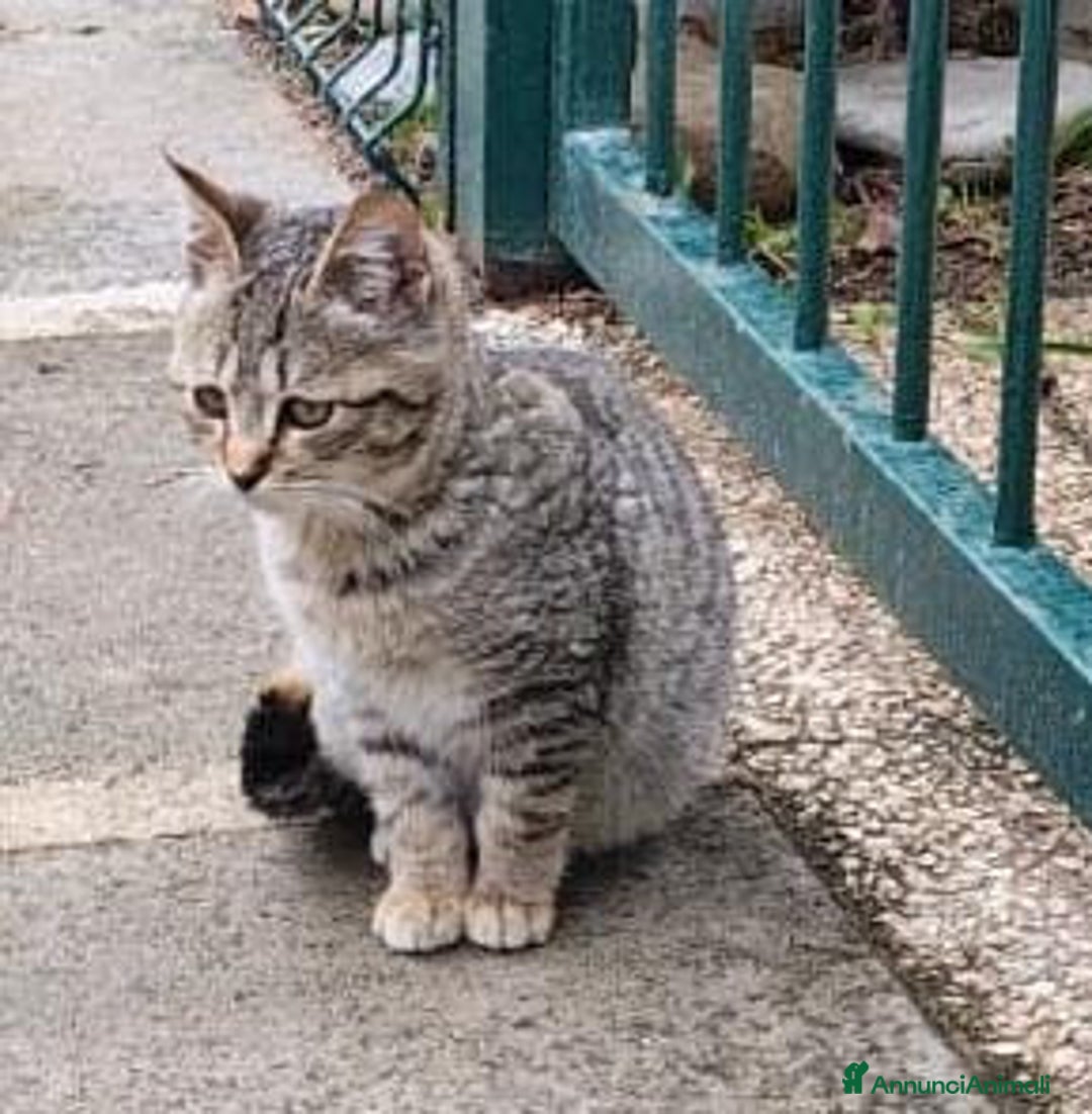 Europeo gatti in regalo: PALLINA, piccola micina di soli 3 mesi - Annuncio 4