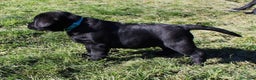Labrador cani in vendita: Tre cuccioli di labrador retriever nero  - Annuncio 10