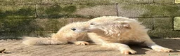 Meticcio cani in regalo: SOLE tranquillo e pacato a Provincia del Verbano-Cusio-Ossola - Annuncio 3