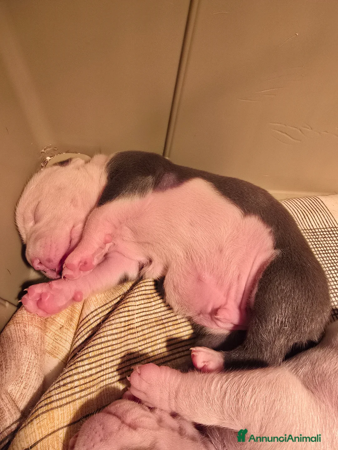 American Staffordshire cani in vendita: Cuccioli Amstaff  - Annuncio 11