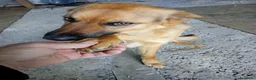 Meticcio cani in regalo: Mini Pastorello cerca una casa tutta sua - Annuncio 4