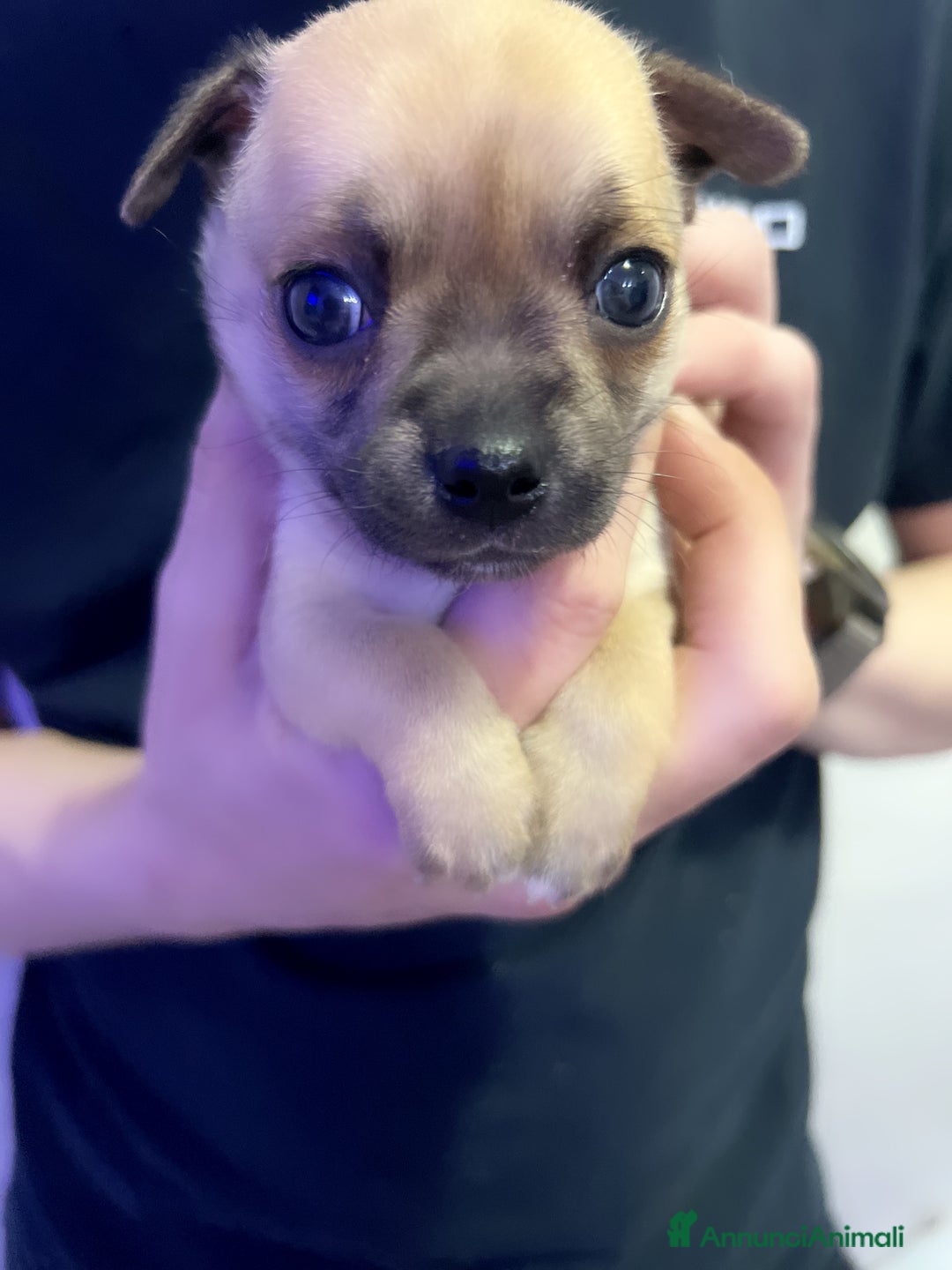 Chihuahua cani in vendita: Chihuahua  - Annuncio 9