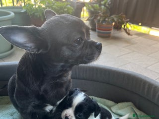 Chihuahua cani Chihuahua femmina pedigree Enci - Annuncio 12