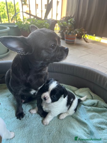 Chihuahua cani Chihuahua femmina pedigree Enci - Annuncio 1