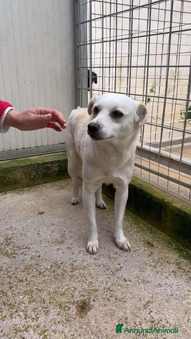 Meticcio cani Boris: 1 anno taglia piccola  - Annuncio 1