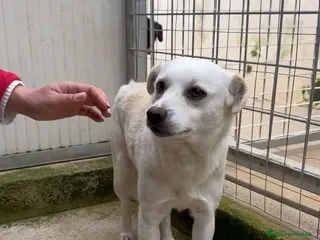 Meticcio cani Boris: 1 anno taglia piccola - Annuncio 28