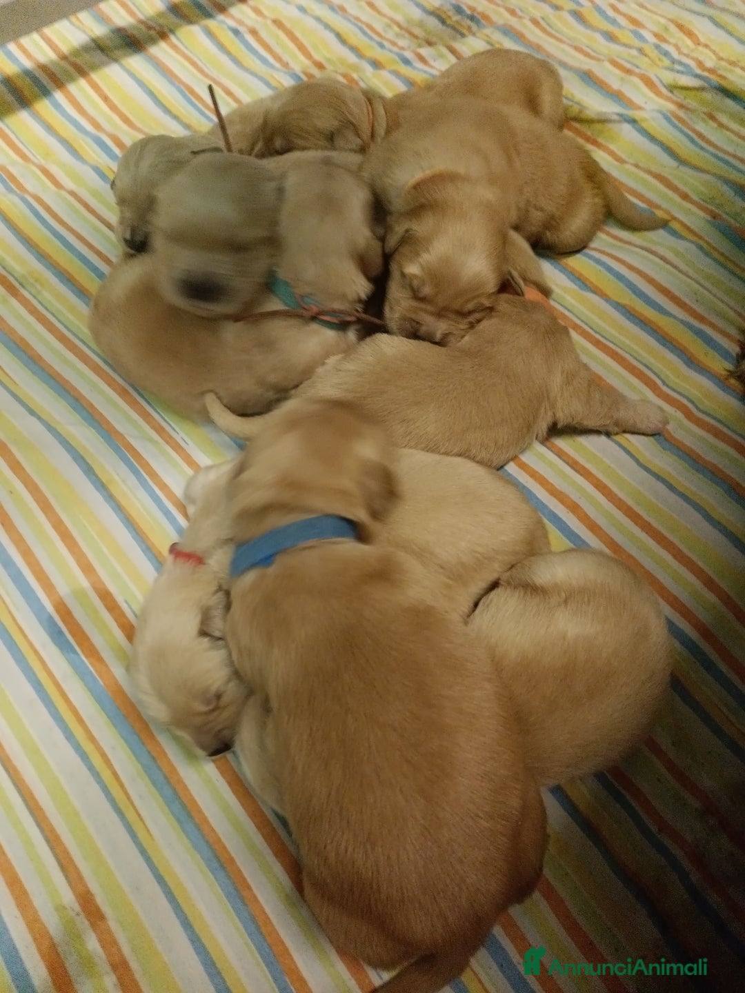 Golden Retriever cani in vendita: Golden retriever cuccioli americani  - Annuncio 2