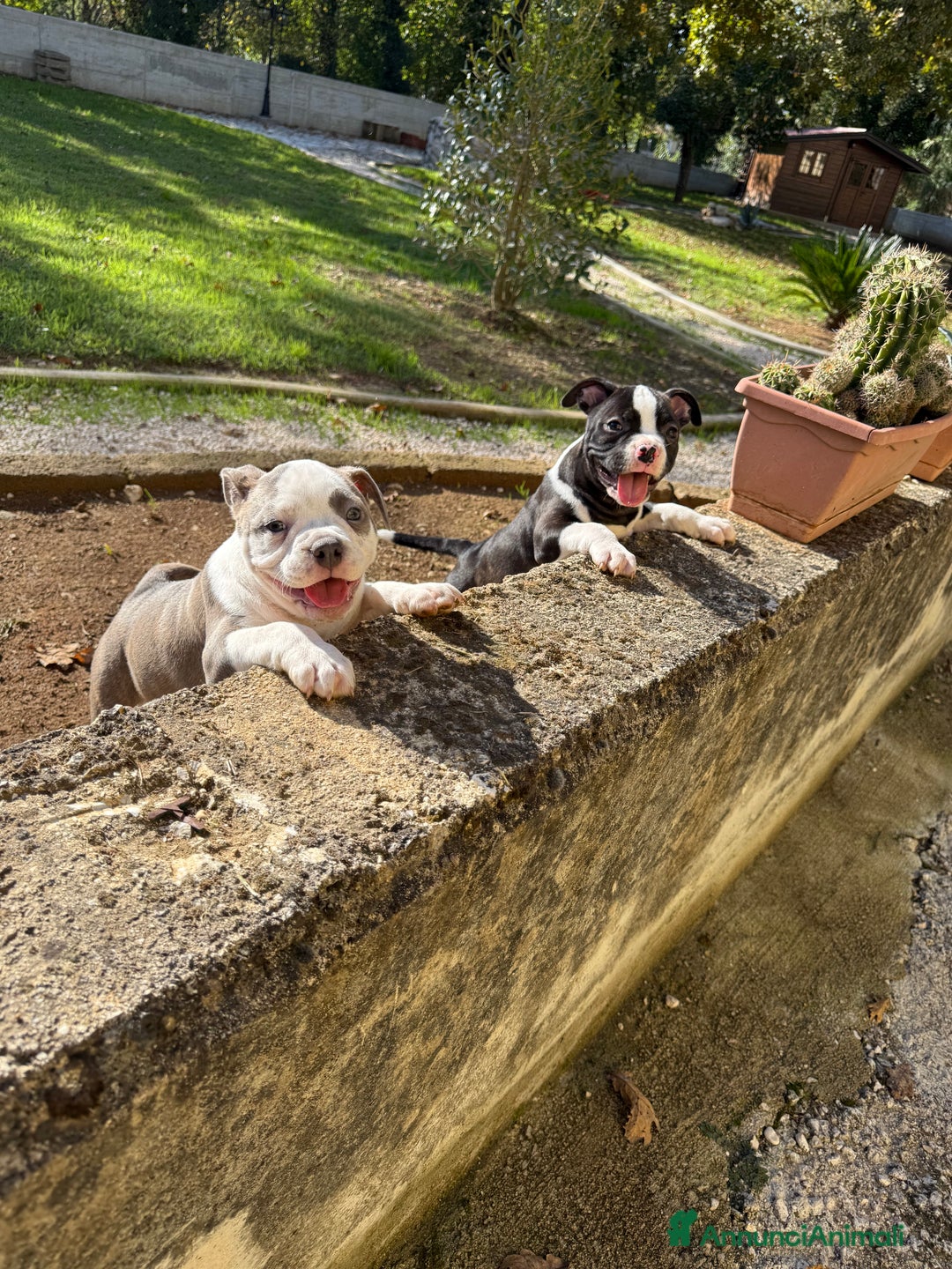 American Bully cani in vendita: Americabully  - Annuncio 2