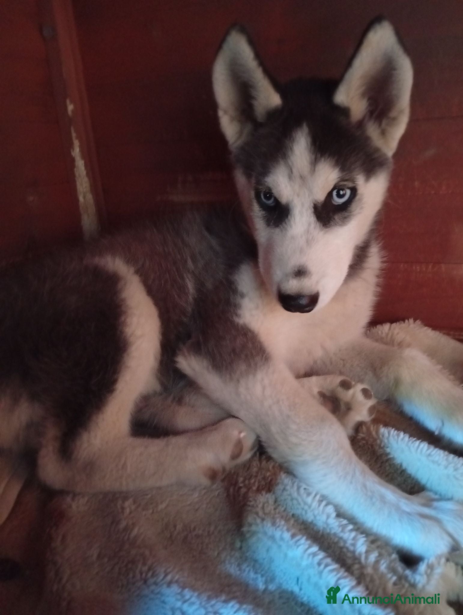 Husky cani Ultimo Cucciolo di Siberian Husky  - Annuncio 1