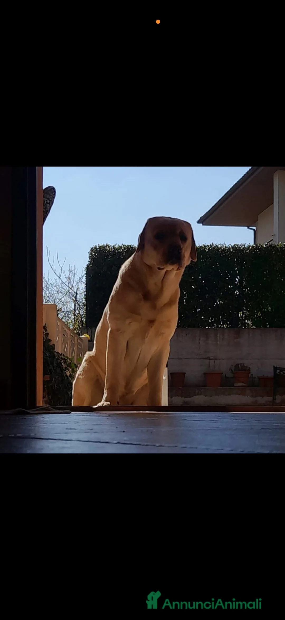 Labrador cani in vendita: Vendo bellissimi labrador a Provincia di Pesaro e Urbino - Annuncio 1