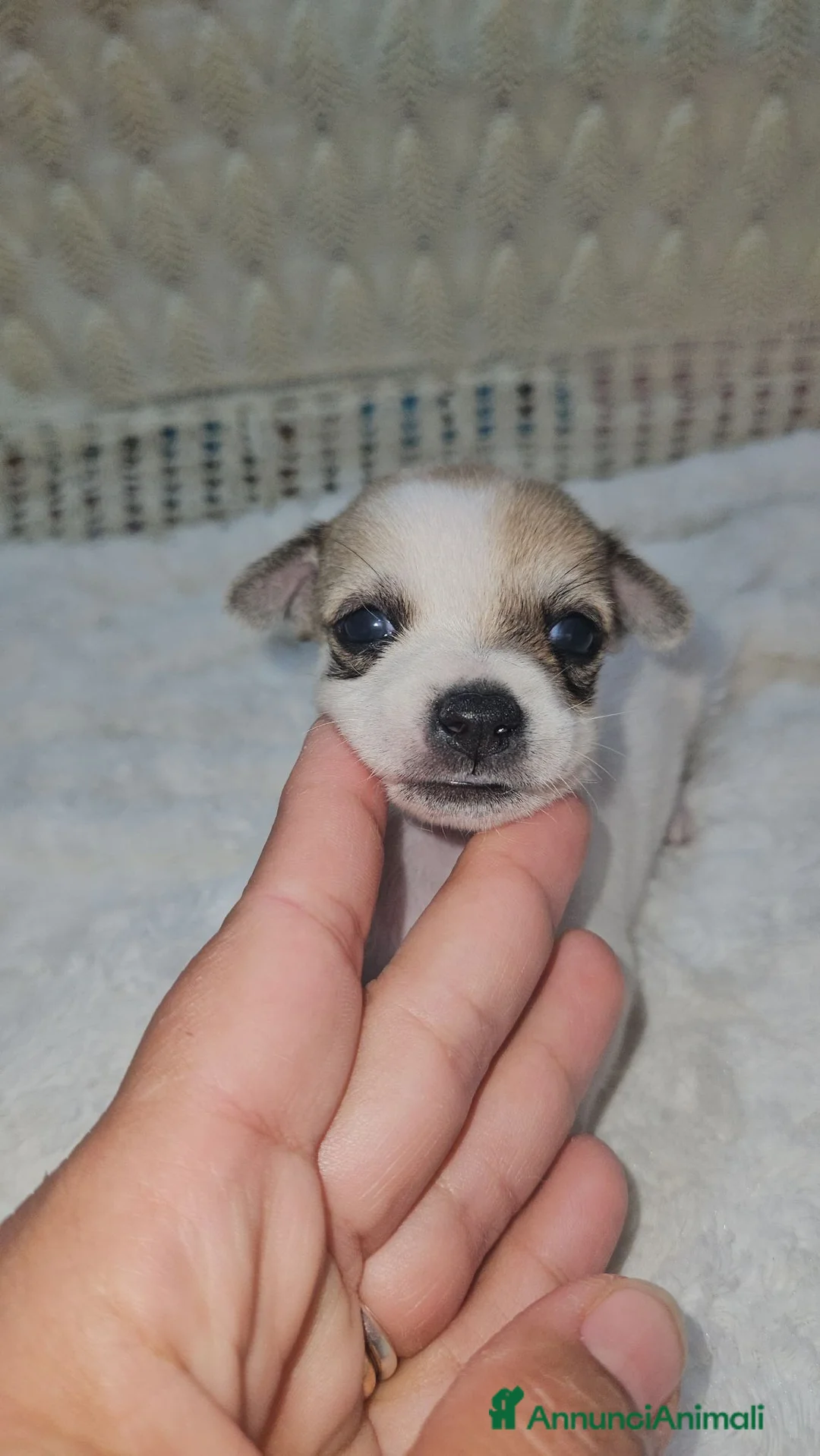 Chihuahua cani in vendita: Chihuahua maschio toy a Città Metropolitana di Bologna - Annuncio 14