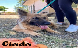 Altre razze cani in regalo: Giada Pastore 5anni pelo lungoBELLA,INVISIBILE.SUD a Città metropolitana di Milano - Immagine 1