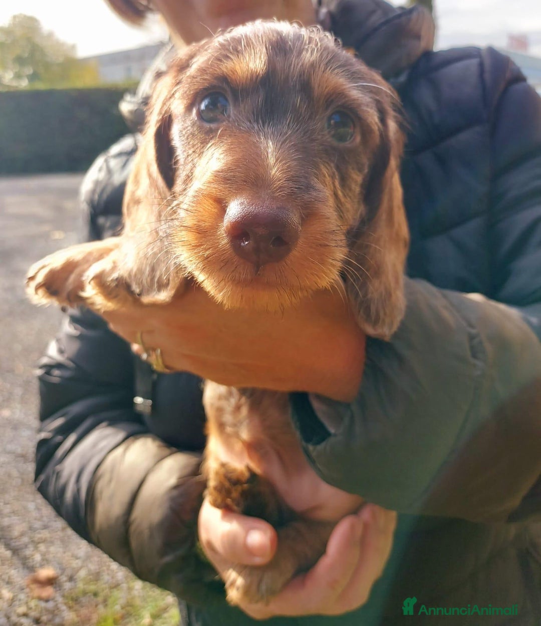 Bassotto cani in vendita: Bassotto Tedesco Nano a Pelo Duro - Annuncio 4
