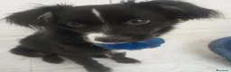 Meticcio cani in regalo: Regalo Maschio meticcio 2 anni e mezzo a Provincia di Avellino - Annuncio 4